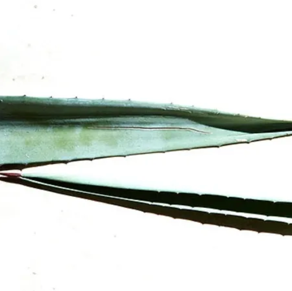 Difusor de ambiente - Agave
