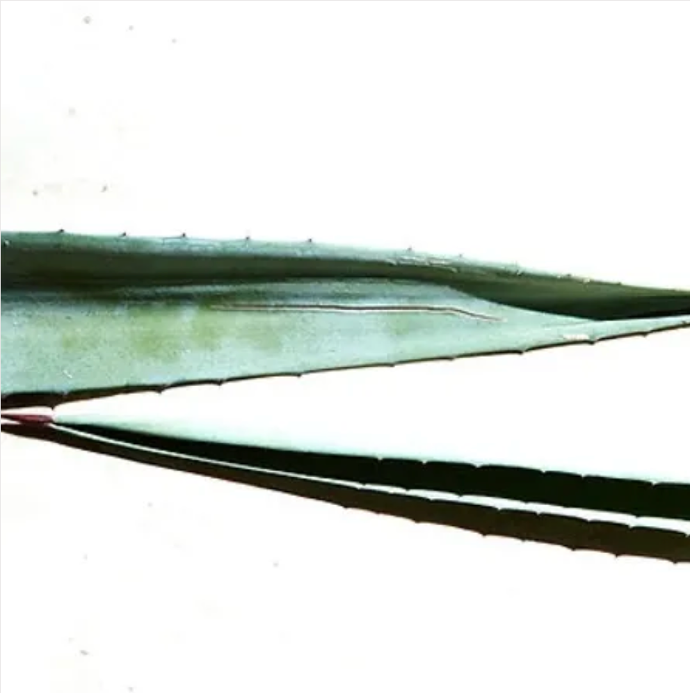 Aceite perfumado - Agave